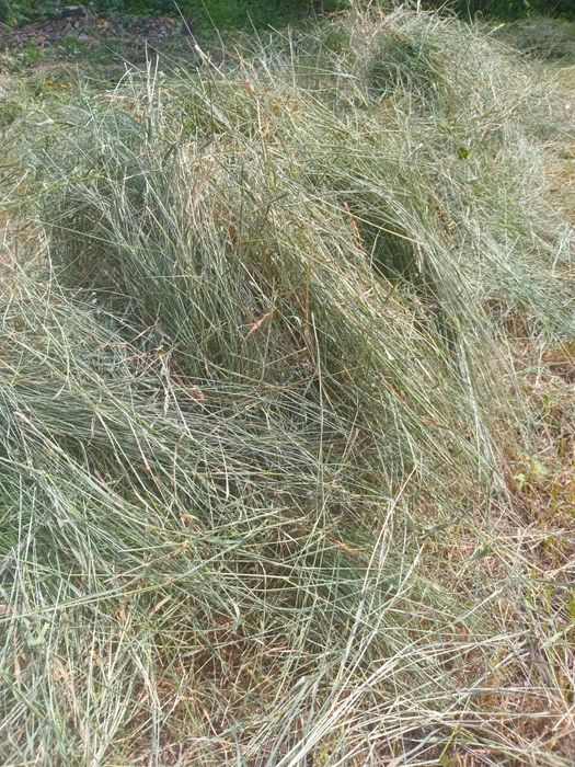 Сено для грызунов
