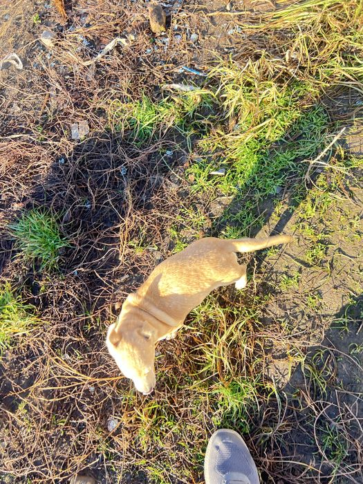 Вітдам в добрі руки щеня невідомоі породи