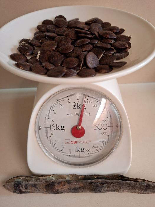 Sementes de Glicínia roxa