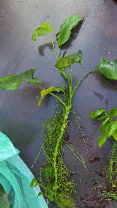 Anubias olbrzymi