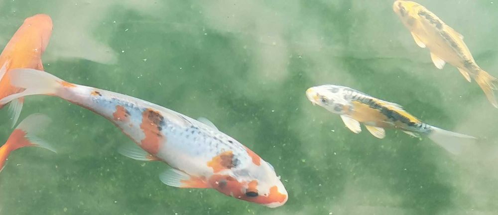 Peixes de água fria