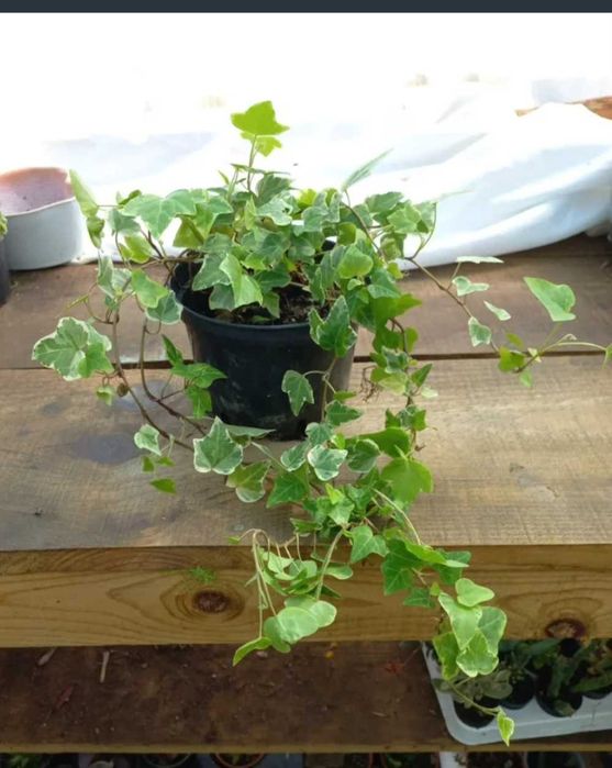 Planta trepadeira