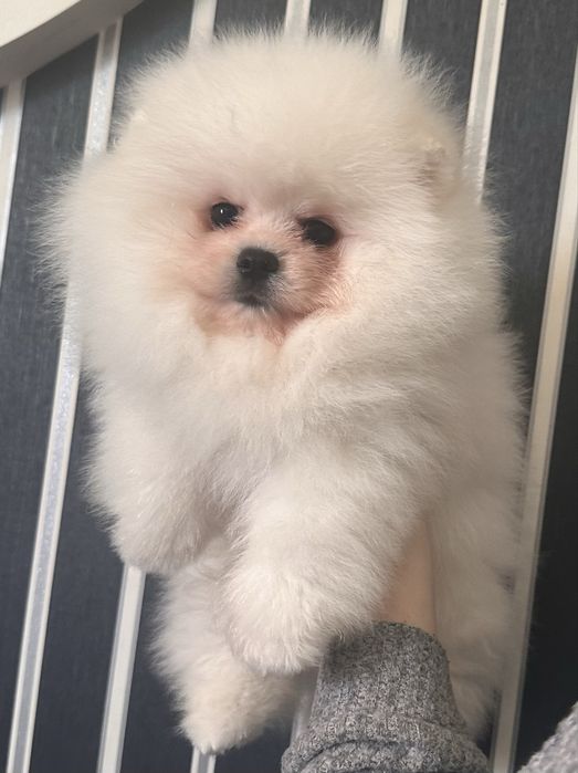 Померанський шпиц boy