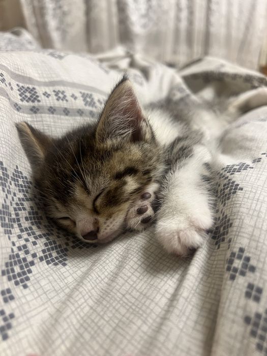 Віддам кошення в хороші руки