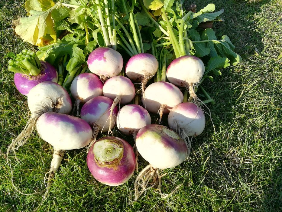 Rzepa ścierniskowa jadalna