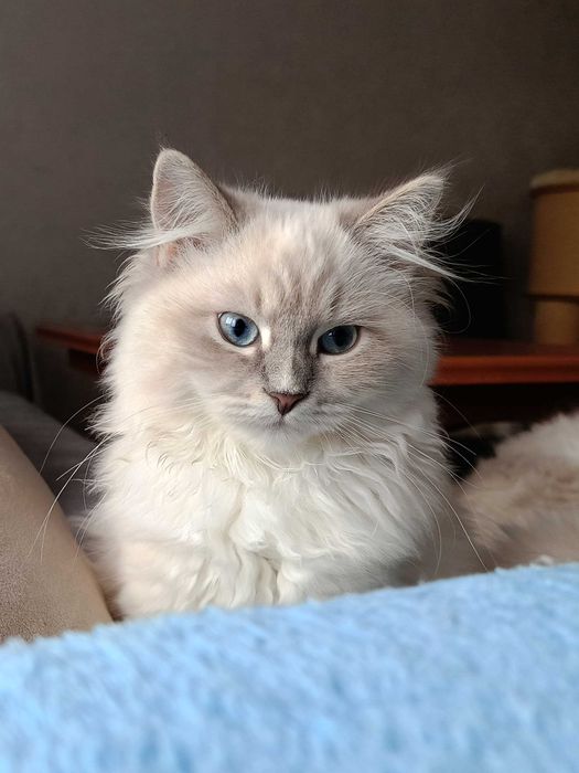 Koteczka Neva Masquerade