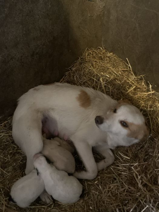 dao se caes de porte medio