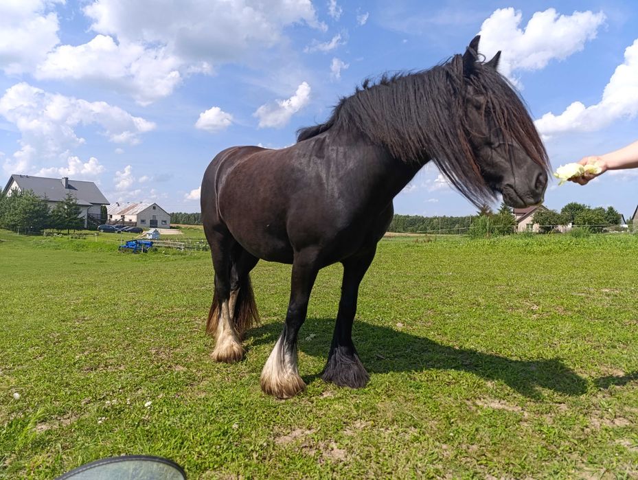 Tinkery/gypsy coby całe STADO