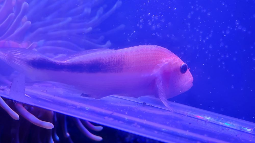 blackside hawkfish, rybka akwariowa, akwarium morskie, morska