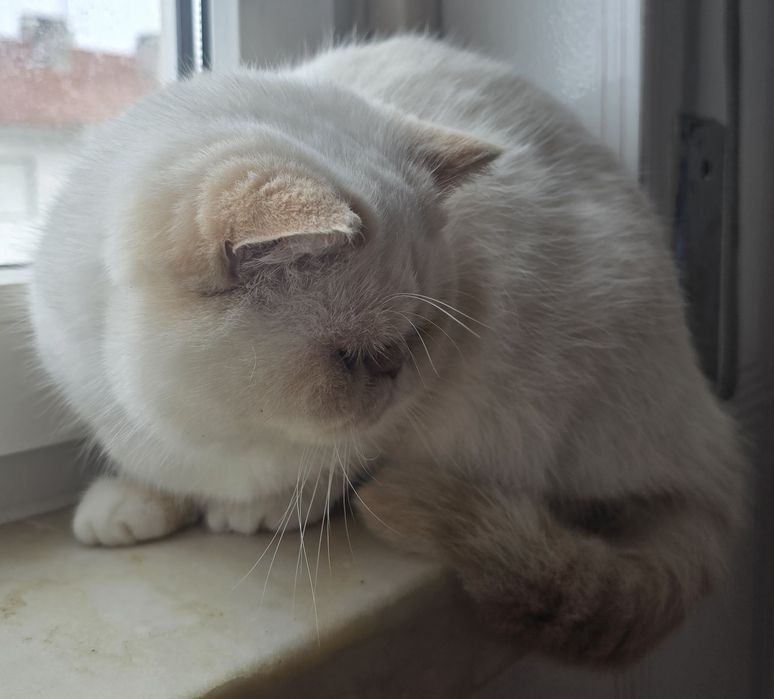 Gatinha Himalaia red point