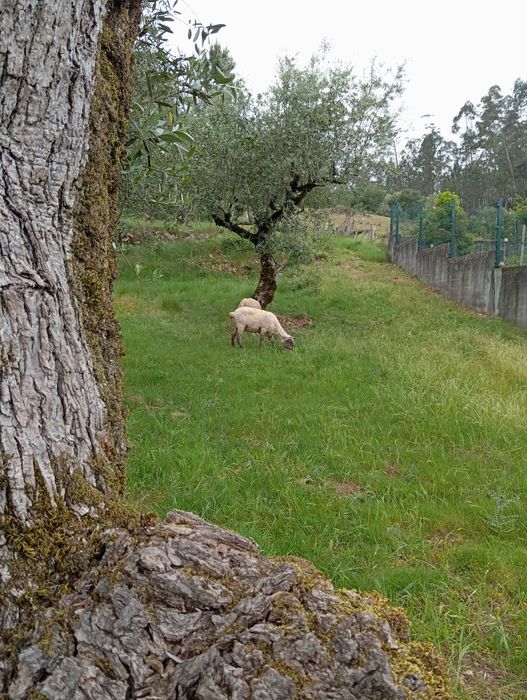 Ovelhas vendo ou troco