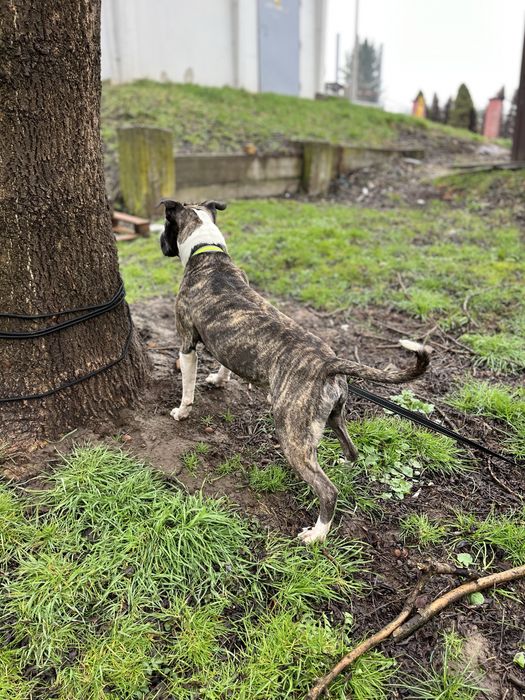 amstaff Staffordshire terrie