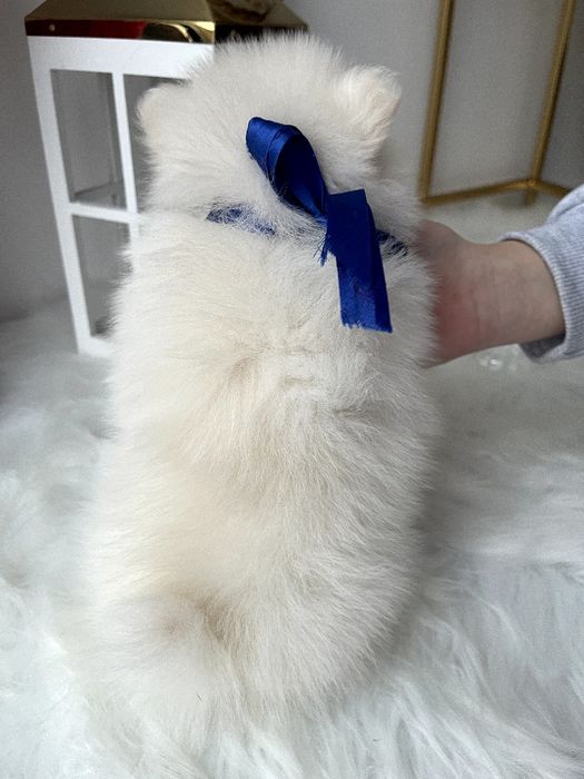 Померанські шпіци — Маленькі моделі для обіймів