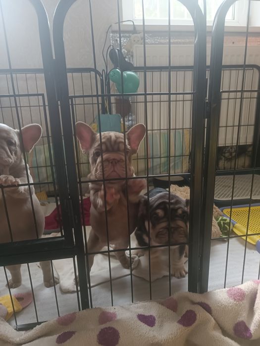 Є 4 вільних хлопчика і одна дівчинка