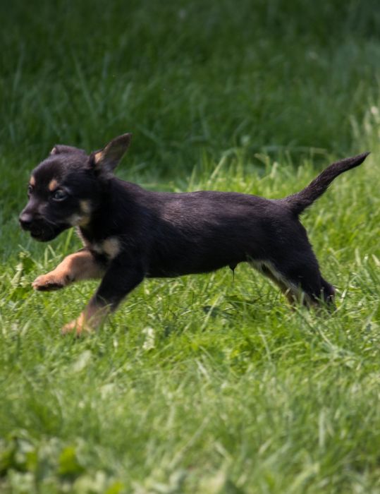 Lola i Bolo szukają domu na zawsze