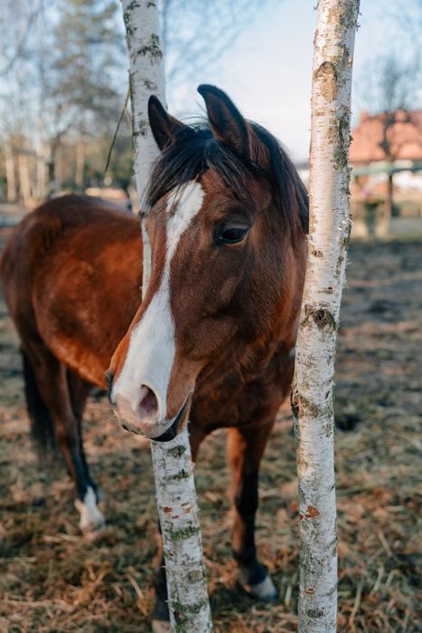 Na sprzedaż klacz wielkopolska, 5 lat