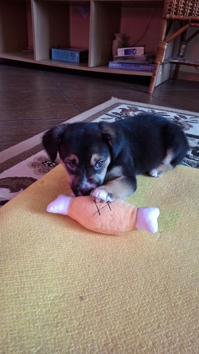 Метис Бігль ,безкоштовно