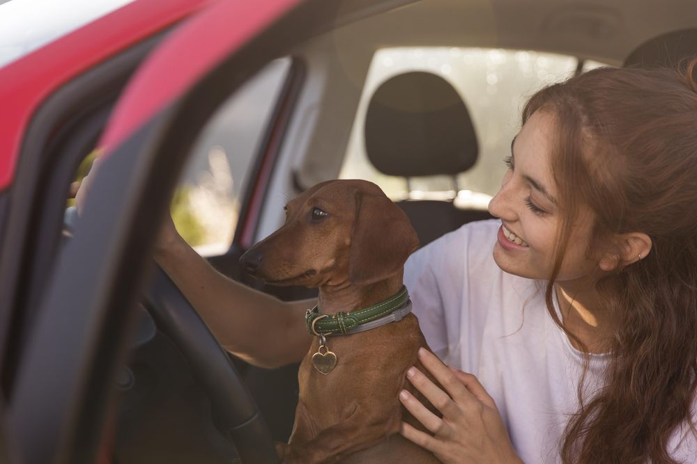 Auta do przewozu zwierząt 