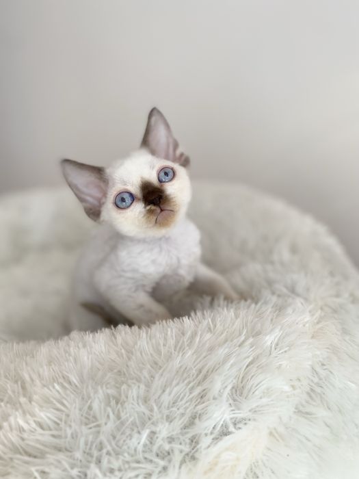 Noa Calvados*PL przekochany chłopczyk Devon Rex błękitne  oczy, filmiki