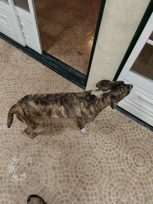 Cão ( x bull Terrier )