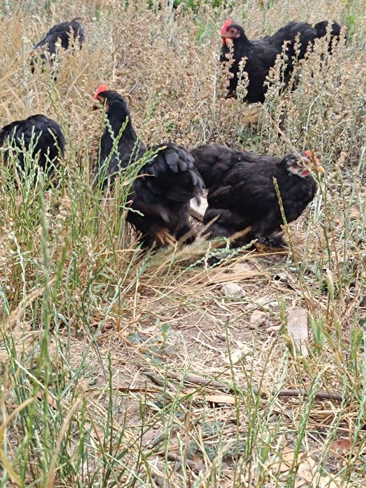 Pekins black lindos