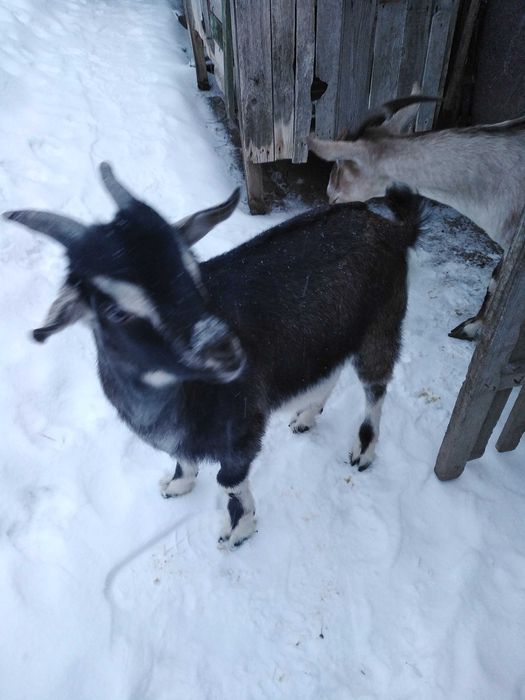 Віддам козлика для хороших господарів