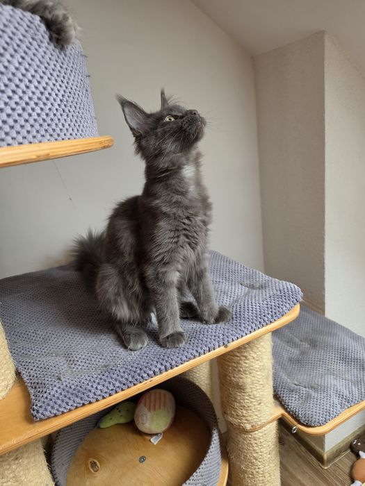 Niebieska dymna koteczka Maine coon