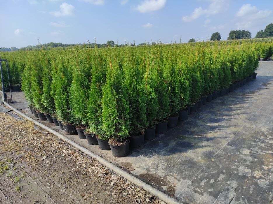 Tuja Thuja szmaragd 100cm Transport do klienta
