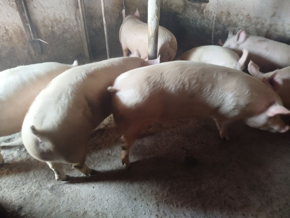 Продам свині живою вагою