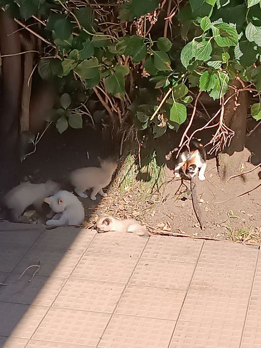 Doar gatinhos bebés