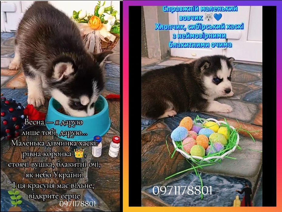 Маленькі хаскі шукають свої родини.