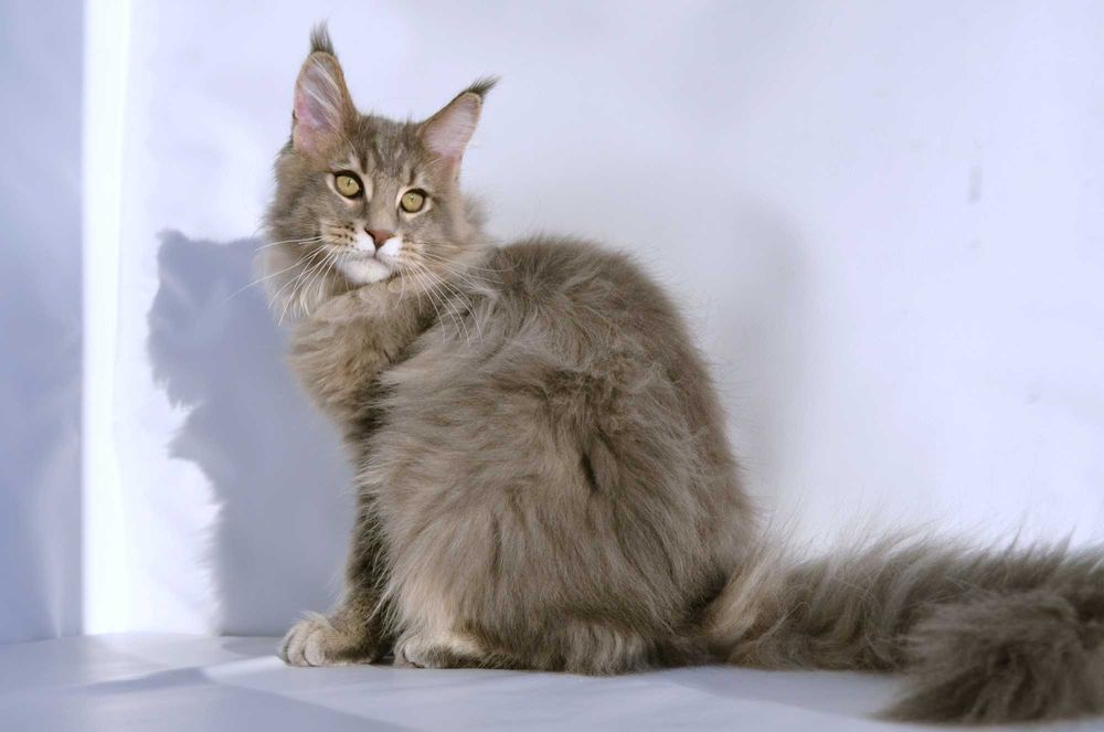 Мейн кун. Мальчик 4 мес.