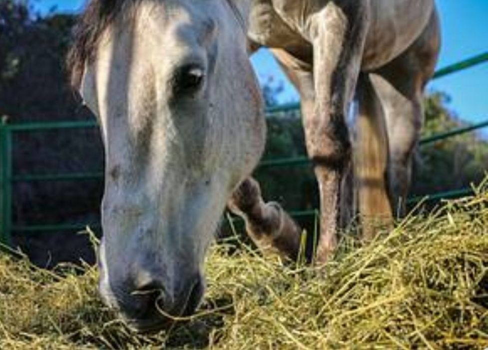 ‼️СІНО З БЕСПЛАТНОЙ ДОСТАВКОЙ в тюках, мешках, сено ячка и др виды для лошадей, КРС, коз.
