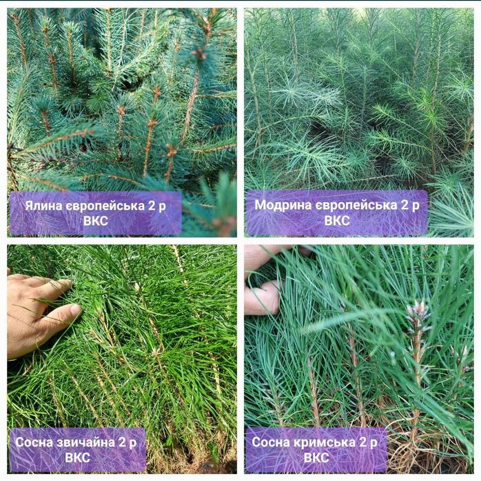 Саджанці Модрини, Ялини, Сосни, Ялиці
