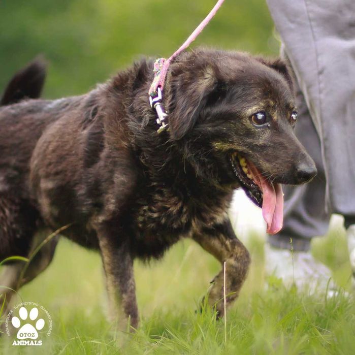 Kochana Daisy poleca się do adopcji!