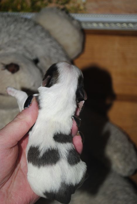 Кольорові йорки мерле та ч/б с документами клуба