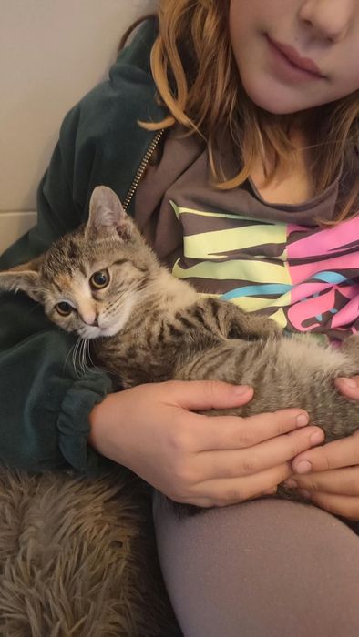 Śliczna pręgowana 3,5 miesięczna mała kotka do adopcji