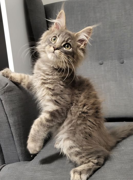 Maine Coon niebieski kocurek hodowla FPL