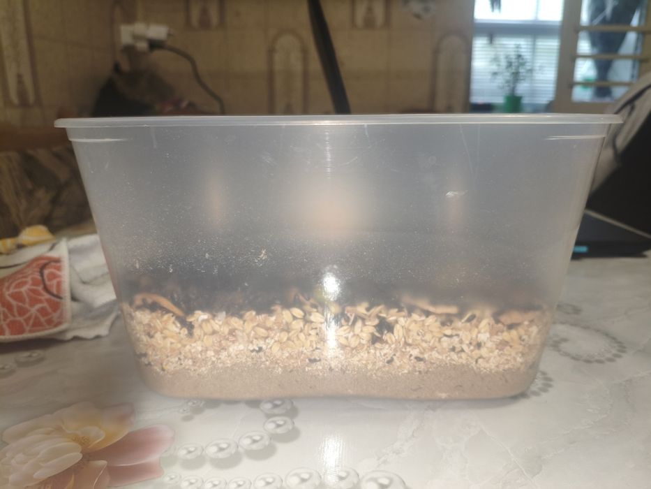 Жук знахарь колония