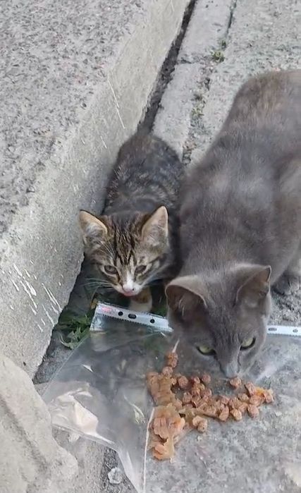 красиве маленьке  кошеня 2, 5 міс