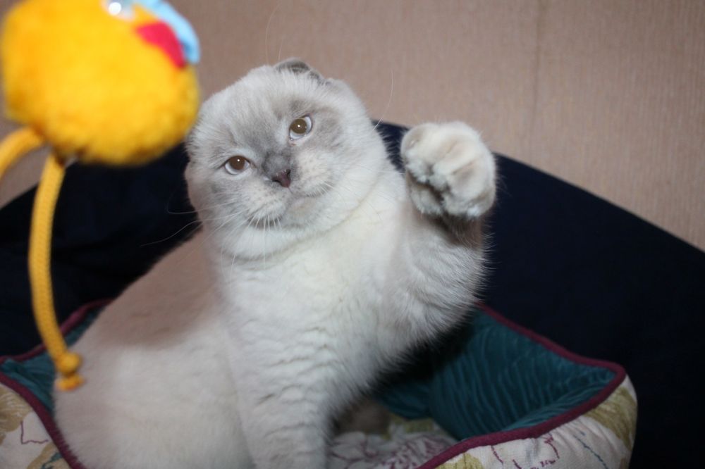 Кот на вязку, Николаев!