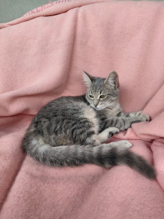 Кошенятка шукають дім