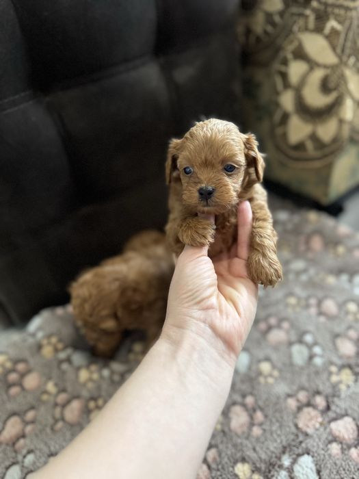 Продаж мальтіпу ф1 та ф2