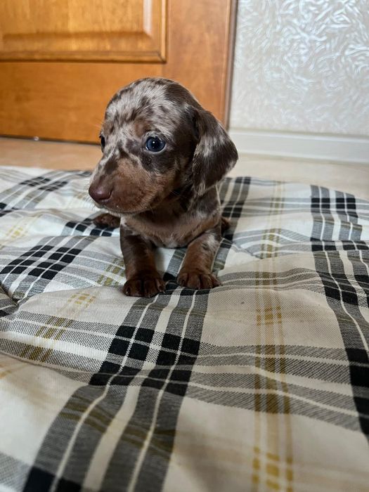 Jamniki miniaturowe czekoladowe merle