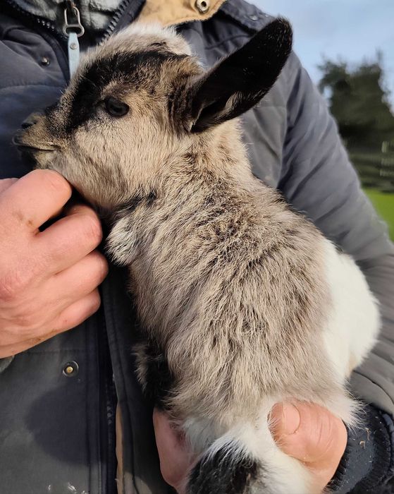 Cabra micro anã e cabritinho micro anão