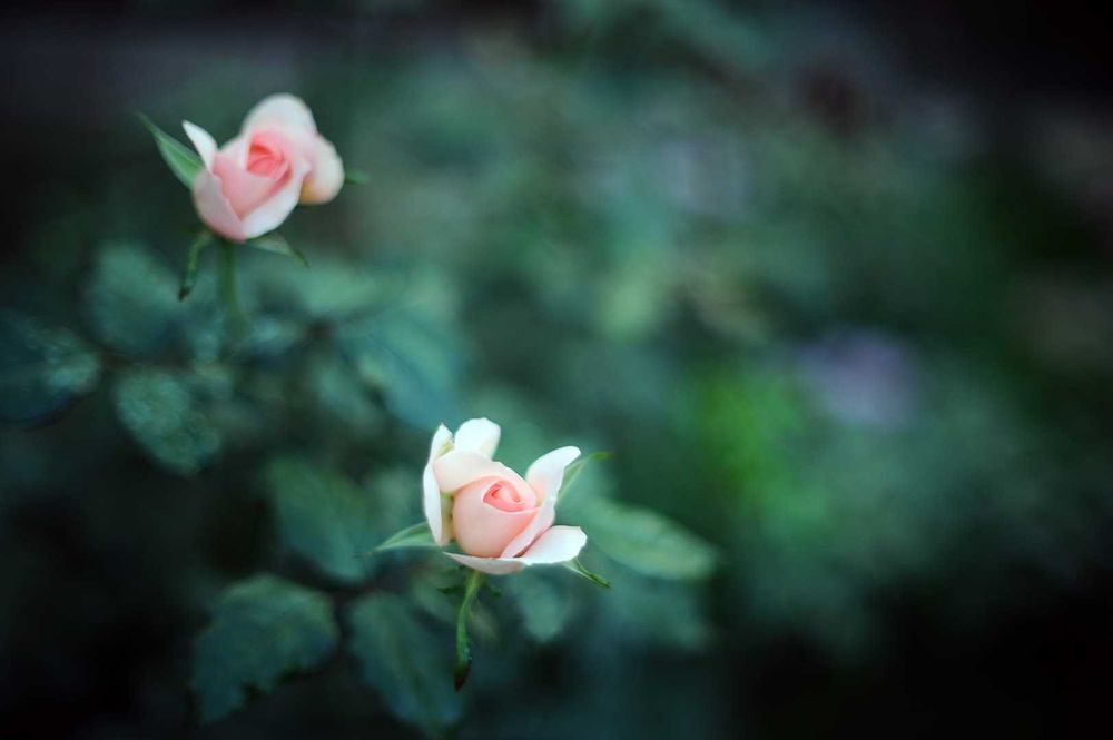 NikkorS 55/1,2 Ai надсвітлосильний вінтаж об’єктив з красивим малюнком