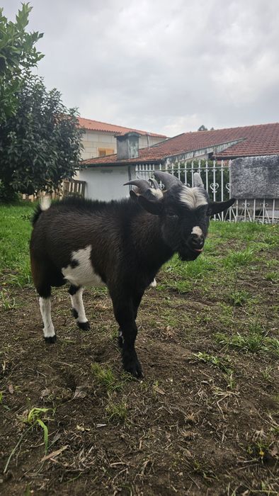 Vendo cabrito anão
