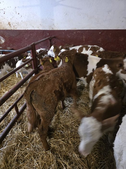 Witam sprzedam byczki jaloweczki