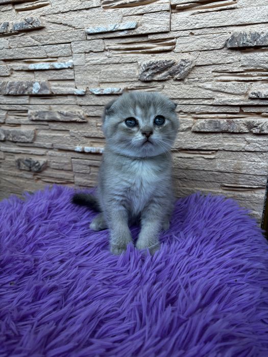Шотландська висловуха кішечка
