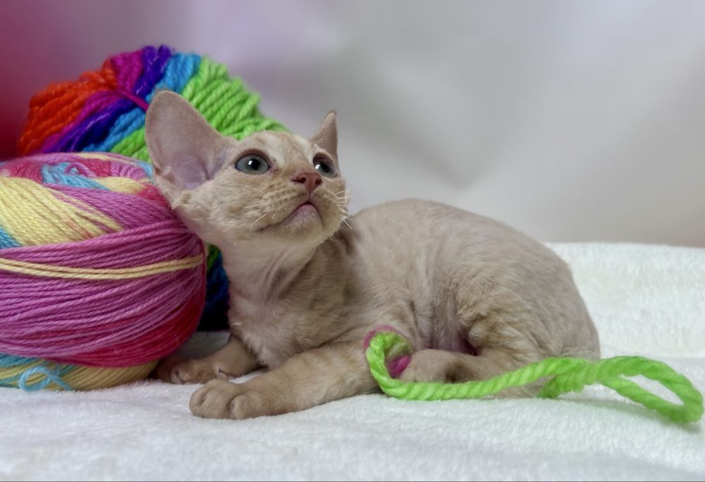 Słodki rudy kocurek devon rex, kot devon rex, FPL, FIFE